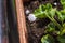 Hail falls on small plants in pots and in the ground during hot summer. Day