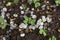 Hail after hailstorm on soil in garden with little pea plant in garden close up. Many ice balls on ground after thunderstorm