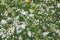 Hail ice pellets with fallen leaves on grass