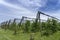 Hail Protection Nets Above an Apple Tree Plantation