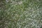 Hail stones spread on a spring green lawn with yellow flowers.