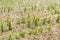 Hail storm damaged corn field - Storm disaster