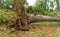 Hail storm effects in Germany. A city park in Bavaria. Broken trees after the storm. Destruction in the city.