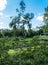 Hail storm effects in Germany. A city park in Bavaria. Broken trees after the storm. Destruction in the city.