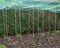 Hailstone in a protective net over vegetable plants