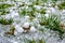 Hailstones after a heavy thunderstorm in summer