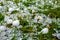 Hailstones after a heavy thunderstorm in summer