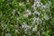 Hailstones lies on the green grass. natural anomaly