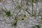 Hailstones spread on the grass as a result of a heavy summer hailstone.