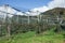Hailstorm protection  grids over an apple orchard in South Tirol