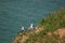 Hailu island black-tailed gulls