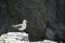 Hailu island black-tailed gulls