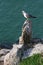 Hailu island black-tailed gulls