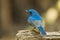 Hainan Blue Flycatcher