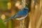 Hainan Blue Flycatcher