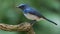 Hainan Blue Flycatcher