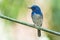 Hainan Blue Flycatcher, Bird