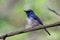 Hainan Blue Flycatcher standing alone