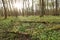 Hainich National Park, Beech Forest Protection, Germany