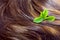 Hair care concept: beautiful shiny hair with highlights and green leaves