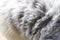 Hair the dog fur, Hair fur of the dog dirty, Dirty wool fur of dog, Texture dirty tangle of wool fur close up selective focus