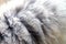 Hair the dog fur, Hair fur of the dog dirty, Dirty wool fur of dog, Texture dirty tangle of wool fur close up selective focus
