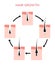 Hair growth cycle skin. Follicle anatomy anagen phase, hair growth diagram illustration