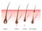 Hair growth phase,  vector illustration