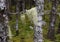 Hair like lichen hanging on a branch of a conifer tree in the forest