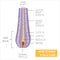 Hair strand anatomical structure detailed infographic poster