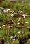 Haircap Moss Sporophytes   40408