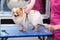 Haircut for a Pomeranian. The concept of popularizing grooming haircuts and dog care. model haircut of dog hair