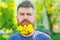 Hairdresser concept. Bearded man with dandelion flowers in beard, close up. Man with beard and mustache on strict face