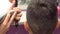 Hairdresser cuts hairs with clipper on man`s head. Back view, stylist`s hands close-up.