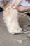 Hairdresser mows coat fox terrier on the paw