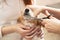 Hairdresser mows Jack Russell Terrier fur