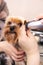 Hairdresser mows Yorkshire Terrier Terrier fur