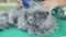 Hairdresser for pets. Groomer at veterinary clinic cut gray fluffy cat