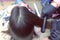 Hairdresser straights dark brown hair of beautiful woman using hair tongs in beauty salon. Back view.