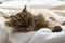 Haired cat lying in relax on the bed, siberian breed female