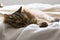 Haired cat lying in relax on the bed, siberian breed female