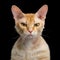 Haired Ginger Sphynx Cat on Isolated Black background