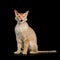 Haired Ginger Sphynx Cat on Isolated Black background