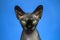 Hairless Canadian Sphynx cat. Close-up portrait of cat on blue background