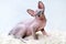 Hairless Canadian Sphynx kitten sitting