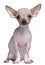 Hairless Chihuahua, 5 months old, sitting