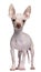 Hairless Chihuahua, 5 months old, standing