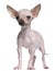 Hairless Chihuahua, 5 months old, standing