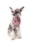 Hairless Chinese Crested dog