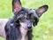 Hairless Chinese Crested Dog with black hair